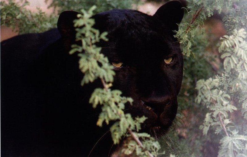 Blackpanther - 47.jpg
